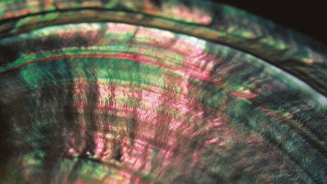 🌺Nacre de Tahiti - L'Harmonie Précieuse